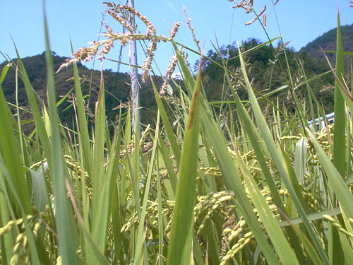 20040811