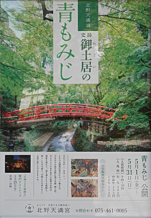 青もみじ北野天満宮