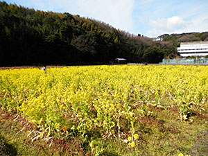 菜の花畑