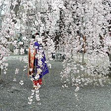 舞妓と桜