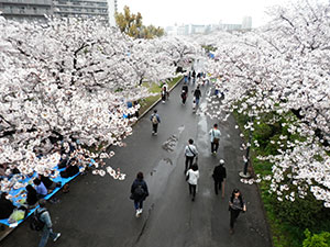 大川桜