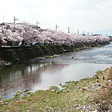 高野川桜