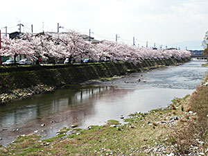 高野川桜