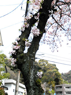 実は枝